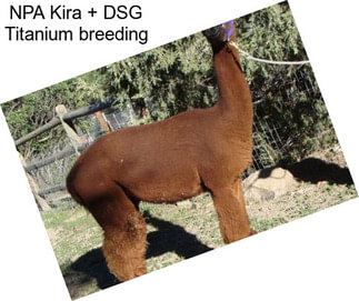 NPA Kira + DSG Titanium breeding