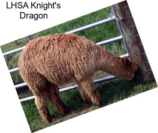 LHSA Knight\'s Dragon
