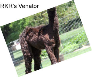 RKR\'s Venator