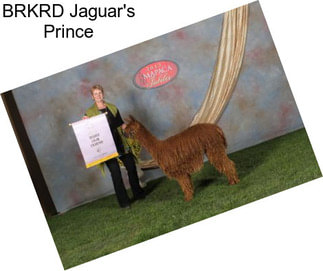 BRKRD Jaguar\'s Prince