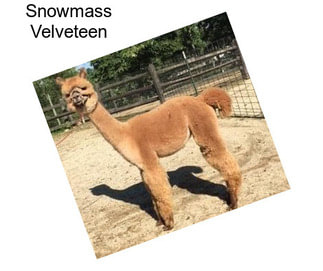 Snowmass Velveteen