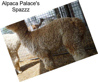 Alpaca Palace\'s Spazzz