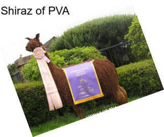 Shiraz of PVA