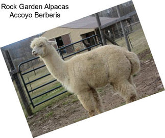 Rock Garden Alpacas Accoyo Berberis