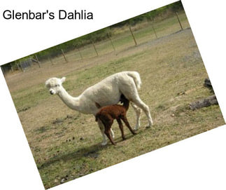 Glenbar\'s Dahlia