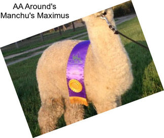 AA Around\'s Manchu\'s Maximus