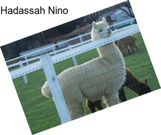 Hadassah Nino