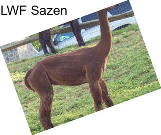 LWF Sazen