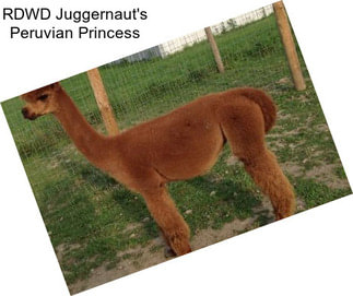 RDWD Juggernaut\'s Peruvian Princess