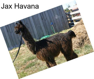 Jax Havana