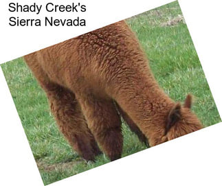 Shady Creek\'s Sierra Nevada