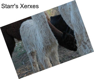 Starr\'s Xerxes