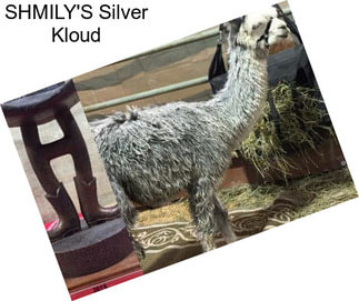 SHMILY\'S Silver Kloud