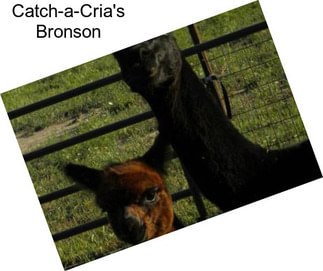 Catch-a-Cria\'s Bronson