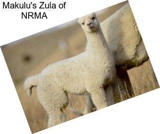 Makulu\'s Zula of NRMA