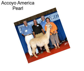 Accoyo America Pearl