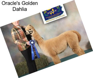 Oracle\'s Golden Dahlia