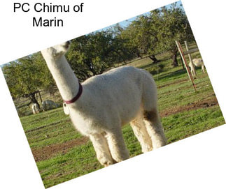 PC Chimu of Marin