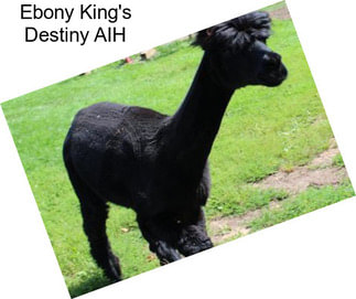 Ebony King\'s Destiny AIH