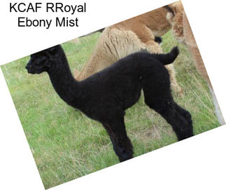 KCAF RRoyal Ebony Mist