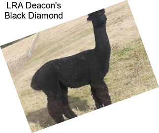 LRA Deacon\'s Black Diamond