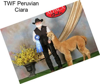 TWF Peruvian Ciara