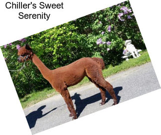 Chiller\'s Sweet Serenity