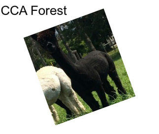 CCA Forest