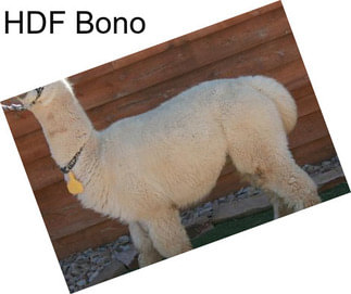 HDF Bono