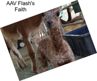 AAV Flash\'s Faith