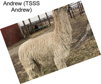 Andrew (TSSS Andrew)