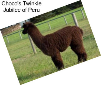 Choco\'s Twinkle Jubilee of Peru