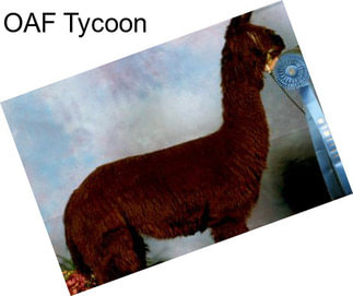 OAF Tycoon