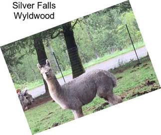 Silver Falls Wyldwood