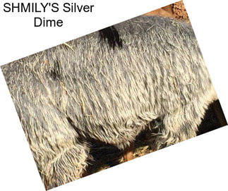 SHMILY\'S Silver Dime