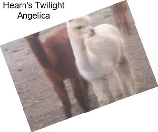 Hearn\'s Twilight Angelica