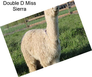 Double D Miss Sierra