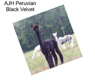 AJH Peruvian Black Velvet
