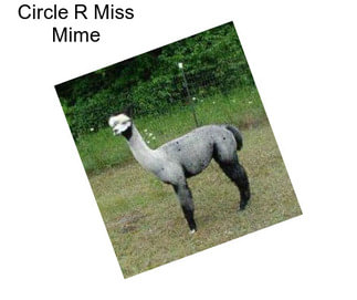 Circle R Miss Mime