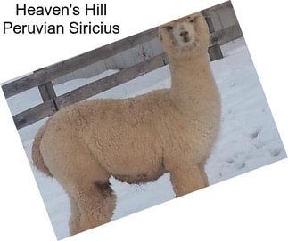 Heaven\'s Hill Peruvian Siricius