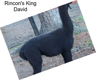 Rincon\'s King David