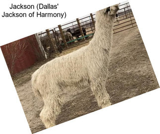 Jackson (Dallas\' Jackson of Harmony)