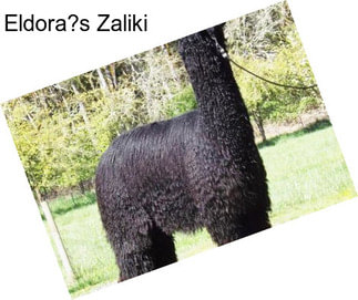 Eldora?s Zaliki