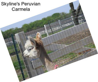 Skyline\'s Peruvian Carmela