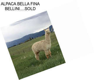 ALPACA BELLA FINA BELLINI....SOLD