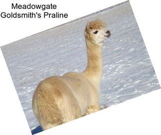 Meadowgate Goldsmith\'s Praline