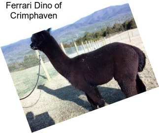 Ferrari Dino of Crimphaven