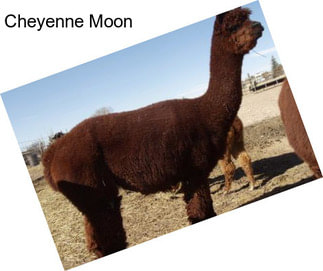 Cheyenne Moon