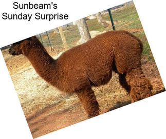 Sunbeam\'s Sunday Surprise