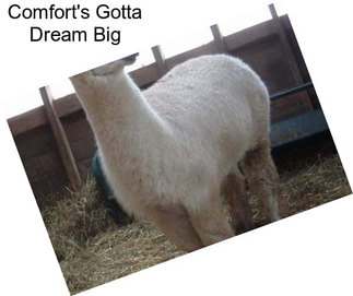 Comfort\'s Gotta Dream Big